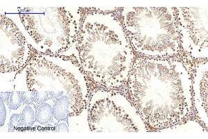 Immunohistochemical analysis of paraffin-embedded rat testis tissue. (c-MYC Antikörper  (AA 360-440))