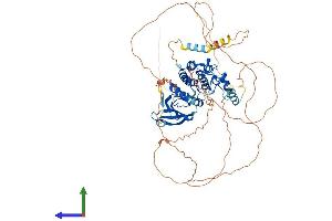 Protein Structure (PS) image for NUAK Family, SNF1-Like Kinase, 1 (NUAK1) (AA 1-658) protein (His tag) (ABIN7563982)