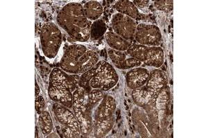 Immunohistochemical staining of human stomach with WDR75 polyclonal antibody  shows strong nuclear, nucleolar and cytoplasmic positivity in glandular cells at 1:50-1:200 dilution. (WDR75 Antikörper)