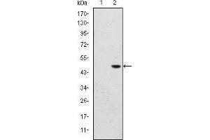 Western blot analysis using BPTF mAb against HEK293 (1) and BPTF (AA: 503-670)-hIgGFc transfected HEK293 (2) cell lysate. (BPTF Antikörper)