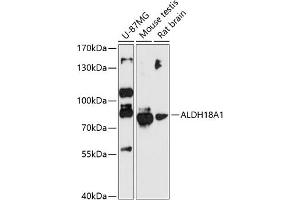 Western blot analysis of extracts of various cell lines, using  antibody (2247) at 1:3000 dilution. (P5CS Antikörper  (AA 1-240))
