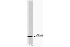 Western blot analysis of RBP on MDCK lysate. (RBP4 Antikörper  (AA 1-135))