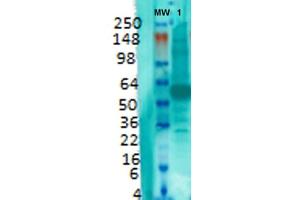 Western Blot analysis of Rat brain membrane lysate showing detection of VGLUT1 protein using Mouse Anti-VGLUT1 Monoclonal Antibody, Clone S28-9 . (SLC17A7 Antikörper  (AA 493-560) (PerCP))