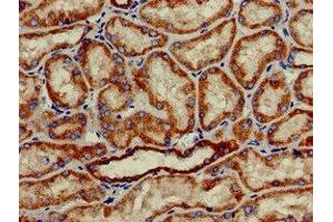 Immunohistochemistry of paraffin-embedded human kidney tissue using ABIN7155985 at dilution of 1:100 (Hydroxyacid Oxidase 2 (HAO2) (AA 2-200) Antikörper)