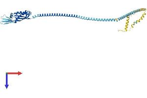 Flotillin 1 Protein (FLOT1) (AA 1-428) (His tag)