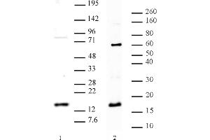 Histone H3 dimethyl Arg8 asymmetric pAb tested by Western blot. (Histone 3 Antikörper  (2meArg8 (asymetric)))