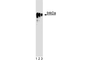 Western blot analysis of glucocorticoid receptor on HeLa cell lysate (right). (Glucocorticoid Receptor Antikörper  (AA 176-289))