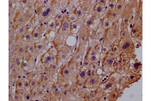 Immunohistochemistry of paraffin-embedded human adrenal gland tissue using ABIN7156606 at dilution of 1:100 (IL28RA Antikörper  (AA 21-228))
