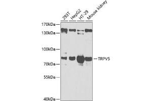 Western blot analysis of extracts of various cell lines, using TRPV5 antibody (ABIN6128841, ABIN6149606, ABIN6149607 and ABIN6222132) at 1:1000 dilution. (TRPV5 Antikörper  (AA 1-325))