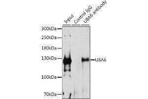 Immunoprecipitation analysis of 200 μg extracts of 293T cells, using 3 μg UB antibody (ABIN6129502, ABIN6149769, ABIN6149771 and ABIN6223415). (UBA6 Antikörper  (AA 1-260))