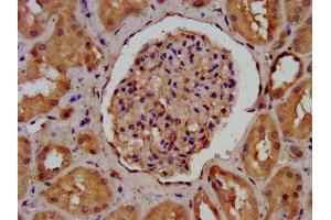 IHC image of ABIN7143601 diluted at 1:400 and staining in paraffin-embedded human kidney tissue performed on a Leica BondTM system. (AGRN Antikörper  (AA 968-1130))