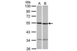 Image no. 1 for anti-Tubulin, beta 1 (TUBB1) (AA 14-260) antibody (ABIN1501568) (TUBB1 Antikörper  (AA 14-260))