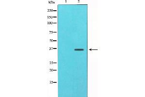 Western blot analysis of c-Jun expression in NIH-3T3 whole cell lysates,The lane on the left is treated with the antigen-specific peptide. (C-JUN Antikörper  (N-Term))