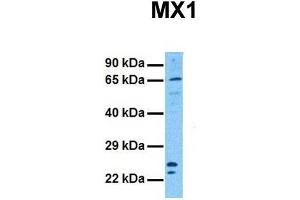 Western Blotting (WB) image for anti-Myxovirus Resistance Protein 1 (MX1) (C-Term) antibody (ABIN2782470)