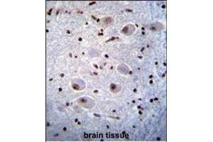 X6 Antibody (ABIN656844 and ABIN2846051) immunohistochemistry analysis in formalin fixed and raffin embedded human brain tissue followed by peroxidase conjugation of the secondary antibody and DAB staining. (PAX6 Antikörper)