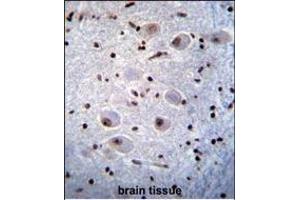 X6 Antibody (ABIN656844 and ABIN2846051) immunohistochemistry analysis in formalin fixed and raffin embedded human brain tissue followed by peroxidase conjugation of the secondary antibody and DAB staining.