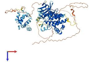 IRAK3 Protein (AA 1-596) (His tag)