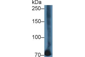 Western Blotting (WB) image for anti-Transferrin (TF) antibody (ABIN7430012)