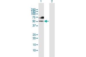 Western Blot analysis of WASF3 expression in transfected 293T cell line by WASF3 MaxPab polyclonal antibody. (WASF3 Antikörper  (AA 1-499))