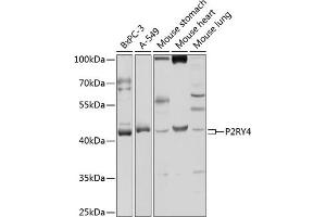 Western blot analysis of extracts of various cell lines, using P2RY4 antibody (ABIN3017281, ABIN3017282, ABIN3017283 and ABIN6220021) at 1:1000 dilution.
