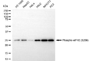 Western blotting analysis using phospho-eIF4E (S209) antibody (ABIN7798529).