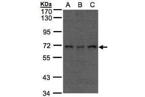 WB Image Sample(30 μg of whole cell lysate) A:A431, B:H1299 C:HeLa S3, 7. (CDC16 Antikörper  (C-Term))