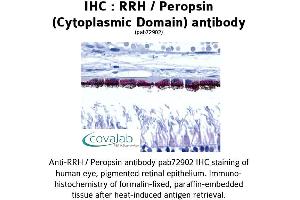 Image no. 1 for anti-Peropsin (RRH) (3rd Cytoplasmic Domain) antibody (ABIN1738966) (Peropsin Antikörper  (3rd Cytoplasmic Domain))