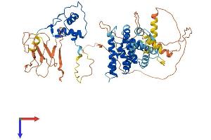 TR4 Protein (AA 1-596) (His tag)