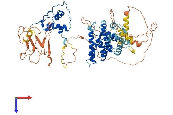 TR4 Protein (AA 1-596) (His tag)