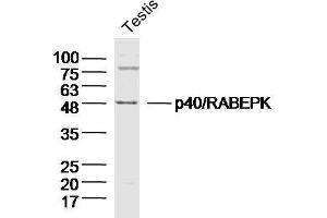 Mouse testis lysates probed with p40/RABEPK Polyclonal Antibody  at 1:300 overnight at 4°C followed by a conjugated secondary antibody for 60 minutes at 37°C. (RABEPK Antikörper  (AA 51-150))