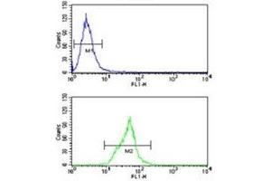 Neprilysin antibody flow cytometry analysis of Ramos cells (green) compared to a negative control (blue). (MME Antikörper  (AA 506-534))