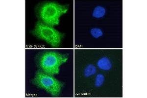 Immunofluorescence (IF) image for anti-Casein Kinase 1, epsilon (CSNK1E) (C-Term) antibody (ABIN238540)