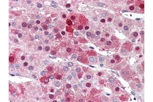 Human Adrenal (formalin-fixed, paraffin-embedded) stained with NDC80at 5 µg/ml followed by biotinylated anti-goat IgG secondary antibody, alkaline phosphatase-streptavidin and chromogen. (NDC80 Antikörper  (C-Term))