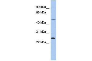 Chymotrypsinogen B1 antibody used at 1 ug/ml to detect target protein. (CTRB1 Antikörper  (N-Term))
