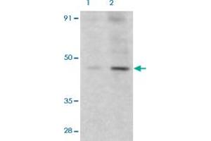 Western Blot (Cell lysate) analysis of HeLa cells with 2 ug/mL DFFA polyclonal antibody . (DFFA Antikörper  (AA 2-21))