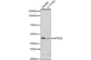 Western blot analysis of extracts of various cell lines, using HTR2B Rabbit pAb (ABIN6127310, ABIN6142069, ABIN6142070 and ABIN6221320) at 1:1000 dilution. (Serotonin Receptor 2B Antikörper  (AA 382-481))