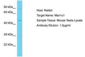 Image no. 1 for anti-Mannosidase, Alpha, Class 1C, Member 1 (MAN1C1) (AA 522-571) antibody (ABIN6750319)