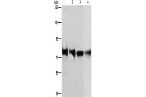 Western Blotting (WB) image for anti-K-Cadherin (CDH6) antibody (ABIN2429322) (CDH6 Antikörper)