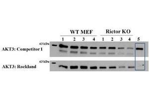 Western Blot of Mouse anti-AKT3 antibody. (AKT3 Antikörper  (Internal Region) (PE))