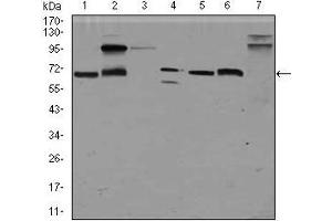 Western blot analysis using GPC3 mouse mAb against HepG2 (1), HEK293 (2), Jurkat (3), SK-N-SH (4), PC-12 (5), F9 (6)and Mouse liver (7) cell lysate. (Glypican 3 Antikörper)