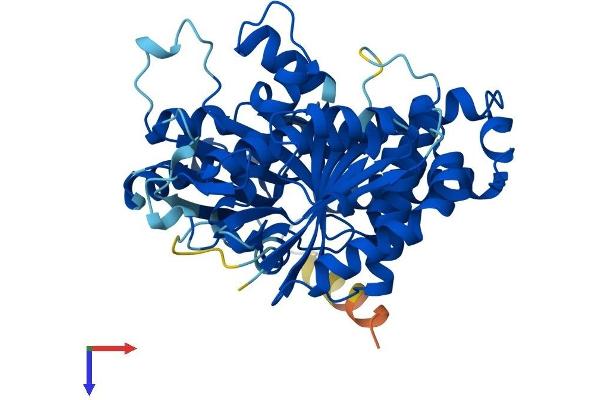 TUBB2A Protein (AA 1-445) (His tag)