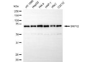 Western blotting analysis using SRP72 antibody (ABIN7800332).