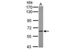 Image no. 2 for anti-Myotubularin Related Protein 9 (MTMR9) (AA 254-428) antibody (ABIN1499593)