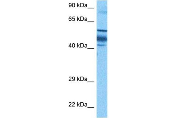 ZNF519 抗体  (N-Term)