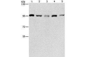 Western Blot analysis of HepG2, K562, Jurkat, 231 and hela cell using CDC46 Polyclonal Antibody at dilution of 1:475 (MCM5 Antikörper)