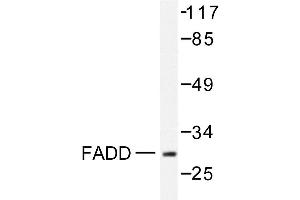 Image no. 1 for anti-Fas (TNFRSF6)-Associated Via Death Domain (FADD) antibody (ABIN271887) (FADD Antikörper)
