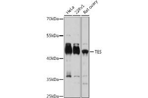 Western blot analysis of extracts of various cell lines, using TES antibody (ABIN7270772) at 1:3000 dilution. (TES Antikörper  (AA 1-260))