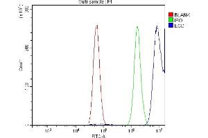 Flow Cytometry analysis of U87 cells using anti-SGT1/ECD antibody (ABIN7601917). (ECD/SGT1 Antikörper  (AA 50-632))