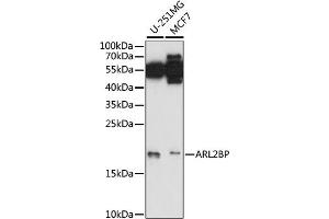 Western blot analysis of extracts of various cell lines, using BP antibody (ABIN7265492) at 1:1000 dilution. (ARL2BP Antikörper  (AA 1-100))