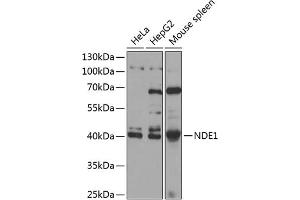 Western blot analysis of extracts of various cell lines, using NDE1 antibody  at 1:1000 dilution.